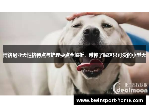 博洛尼亚犬性格特点与护理要点全解析，带你了解这只可爱的小型犬